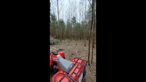New woods trail