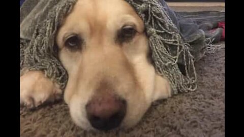 Is this the laziest dog in the world?