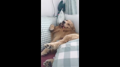 The dog's life is coming to an end