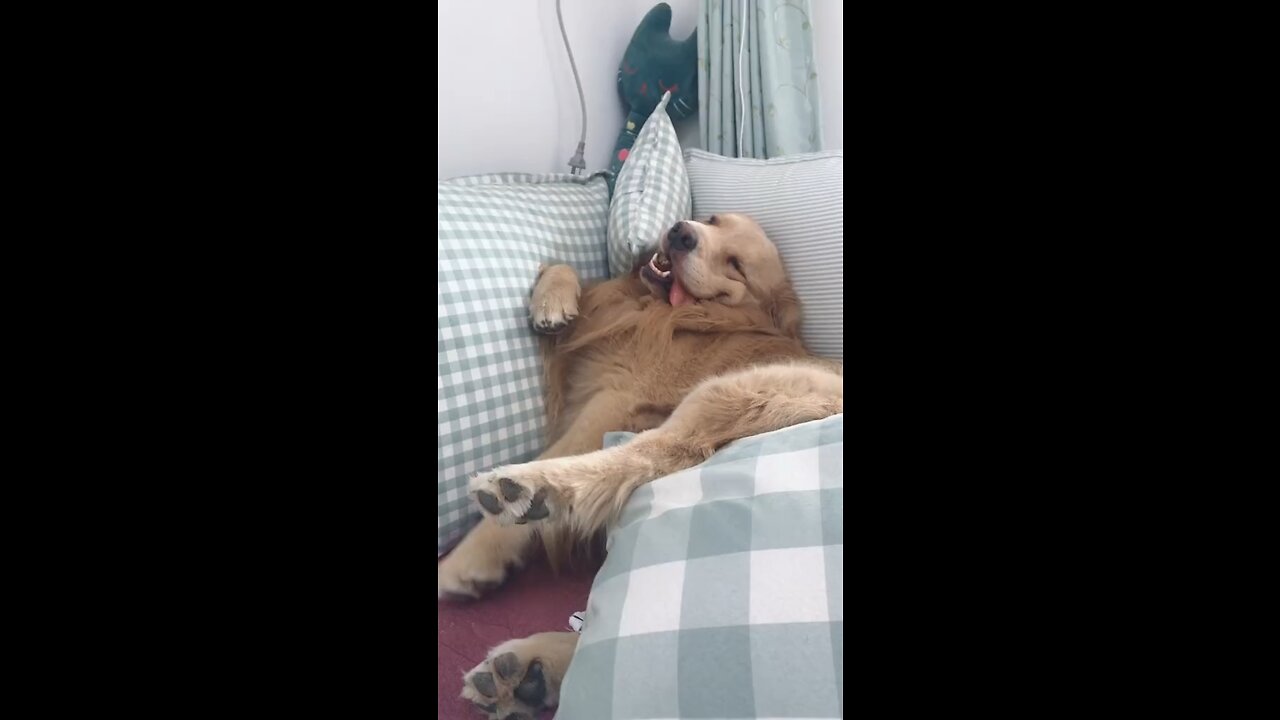 The dog's life is coming to an end