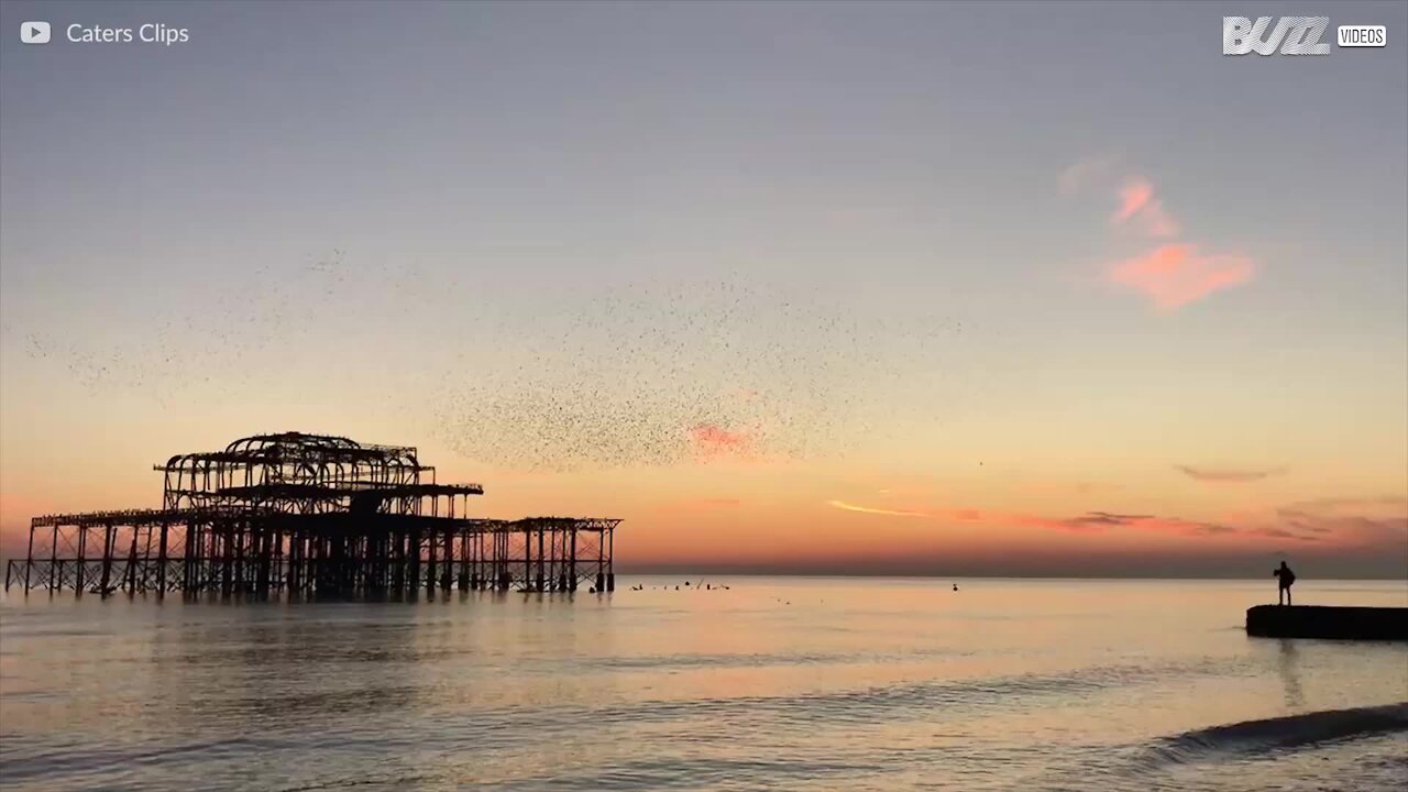 Des milliers d'oiseaux survolent la jetée sous un magnifique coucher de soleil