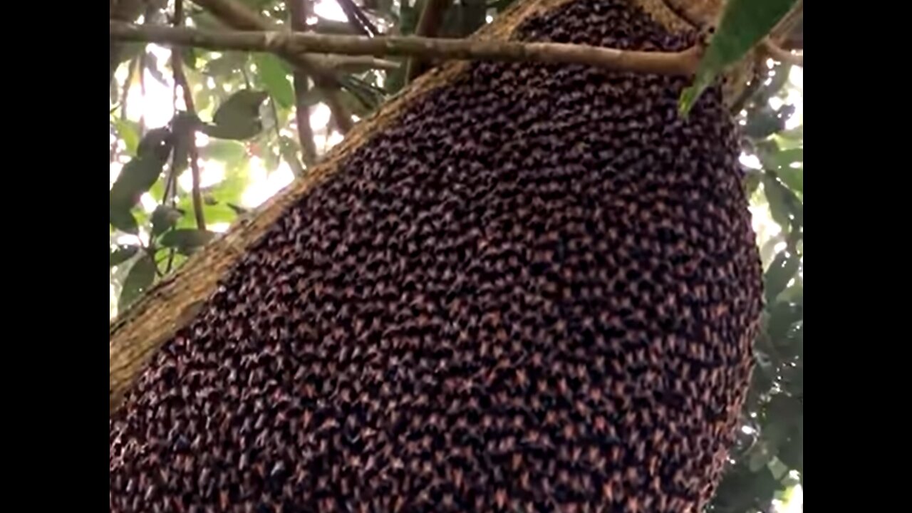 Beehive Makes Mesmerizing Defensive Wave