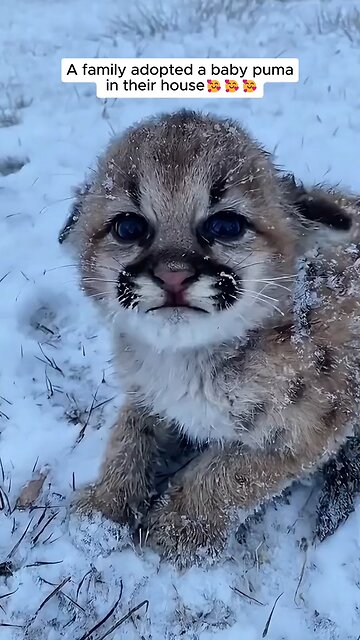A family adopted a baby puma