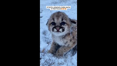 A family adopted a baby puma