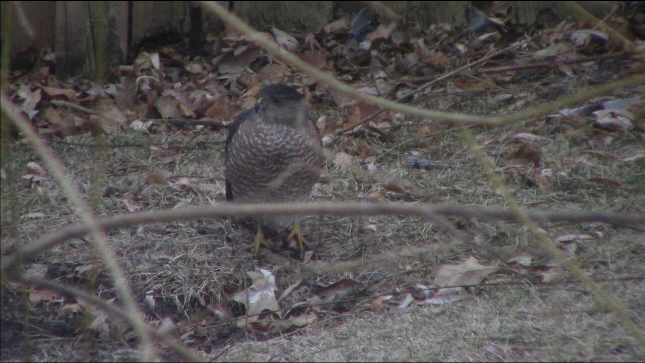 Coopers Hawk With Its Fresh Kill