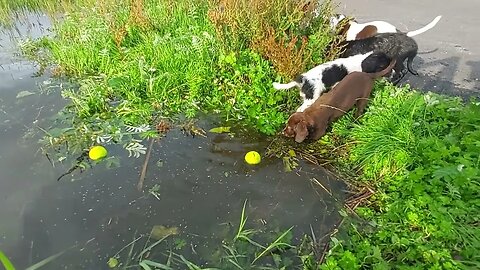 The Ireland Girl Fetching Off Water