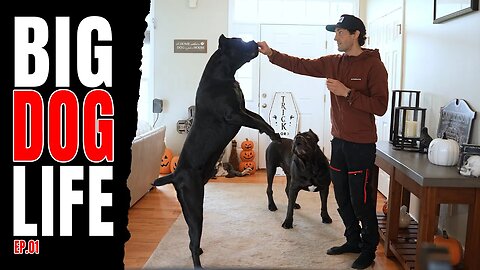 BIG Dog Life Ep. 01 #canecorso #dog #dogtraining