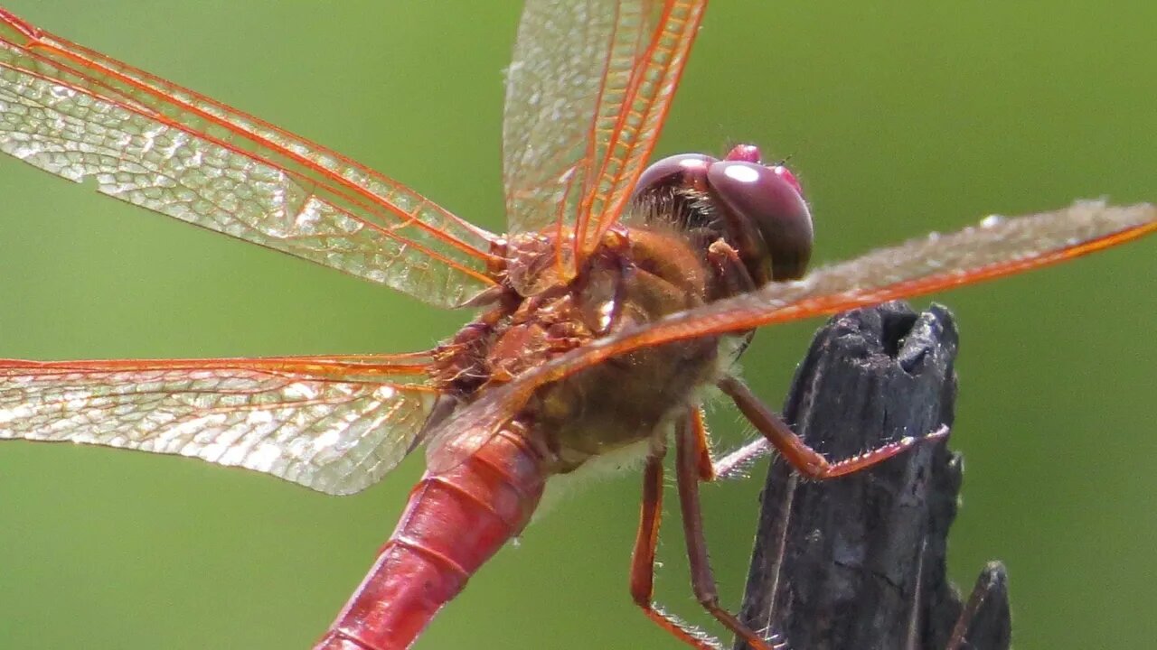 Dragonflies : The Les Ward Collection