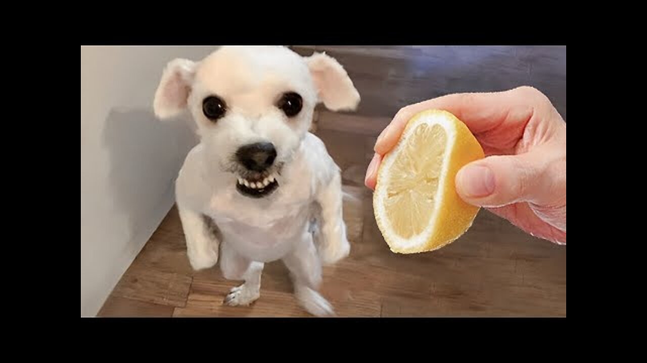 Funniest Animals Video - Funny Dogs And Cats - Try Not To Laugh Animals 2023
