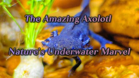 The Amazing Axolotl: Nature's Underwater Marvel