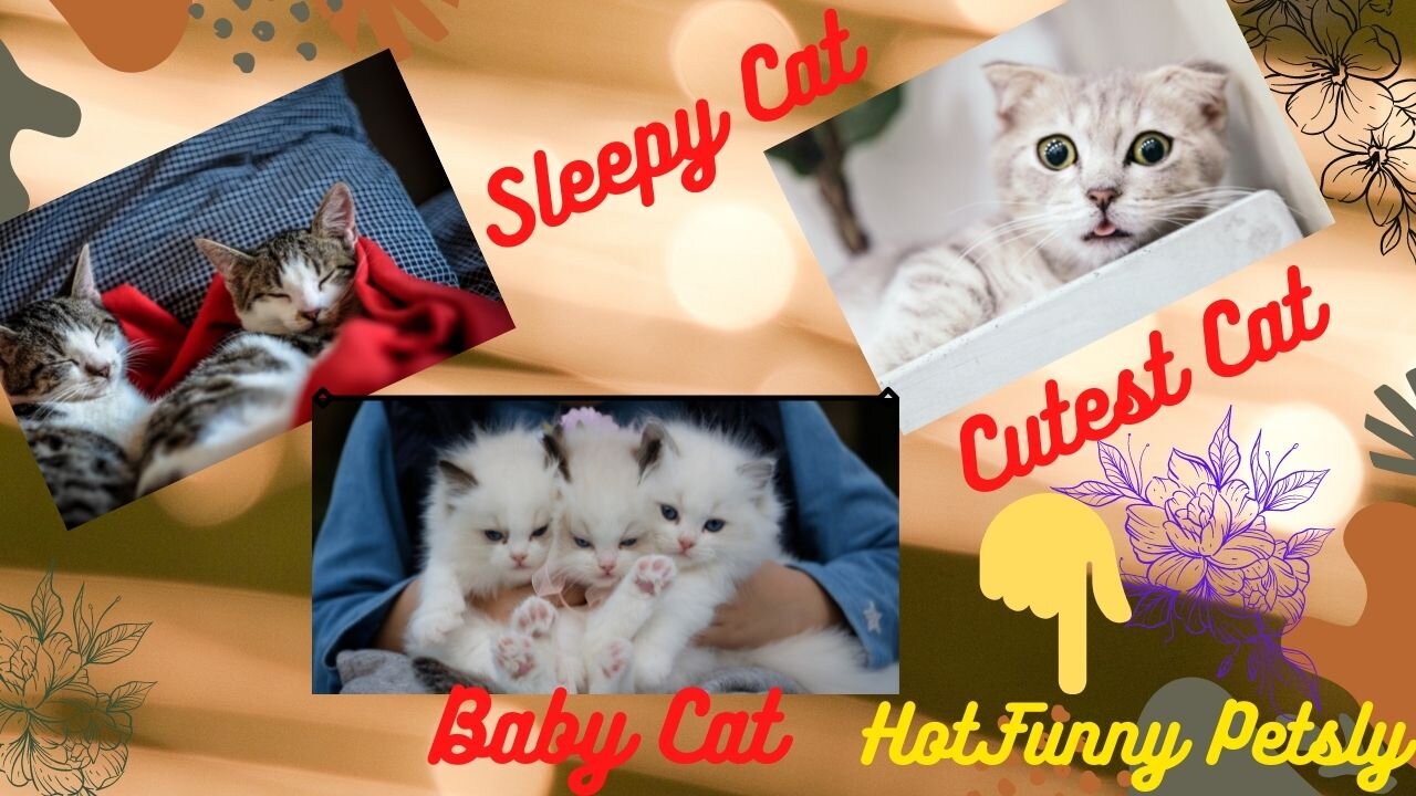 #supercutecats Cute Cats---