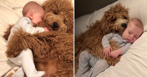 Our hearts are exploding watching this dog love on these 2-month-old triplets