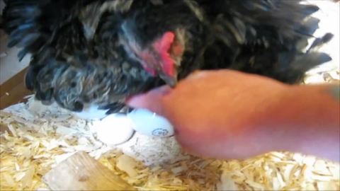 A Hen Mistakes Light Bulbs For Eggs