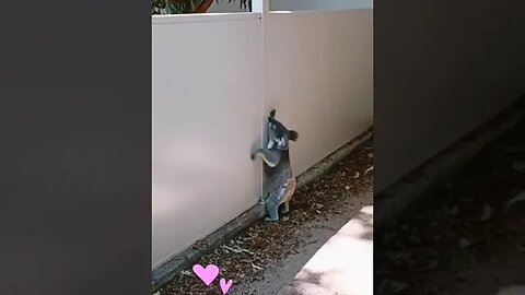 Cute koala✌️