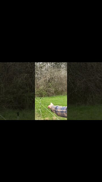 Ravenous Sheep!!! 😋🐑❤️ #lambs #sheep #sheepfarming #pastureraised