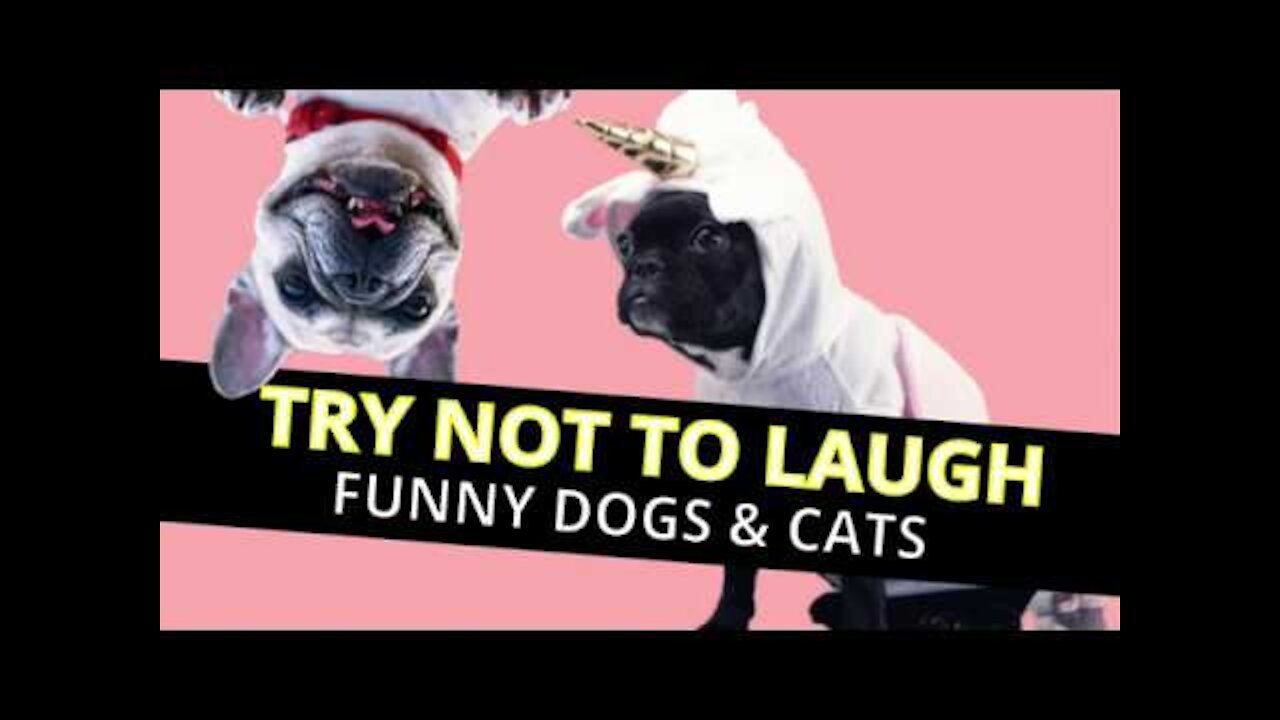 Ultimate Funny Dogs And Cats Video Compilation - Try Not To Laugh!