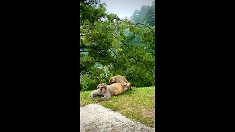 Nathiagali, Abbotabad , Pakistan