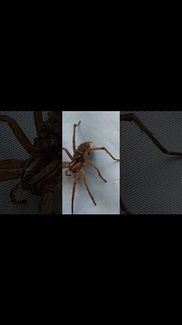 HUGE Spider with babies all over her back!