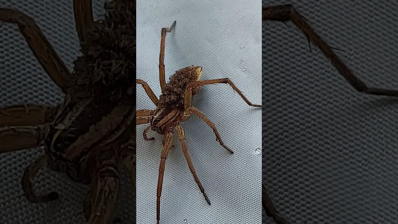 HUGE Spider with babies all over her back!