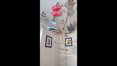 9 Perching Parrots