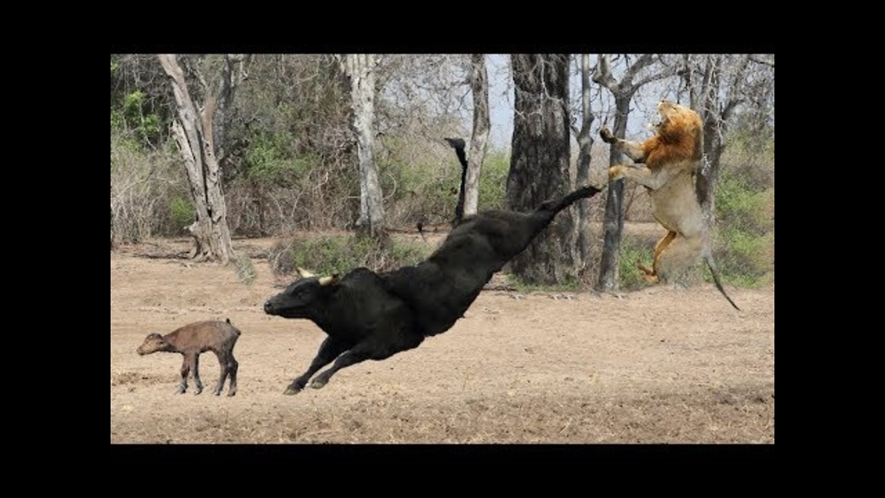 THE 10 EXTREME CRAZY ANIMAL FIGHTS