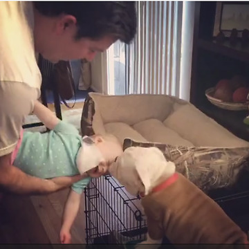 Bulldog puppy kisses send baby into giggle fit