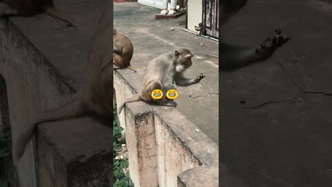 monkey funny video || monkey viral video #short #youtubeshort #shortsfeed