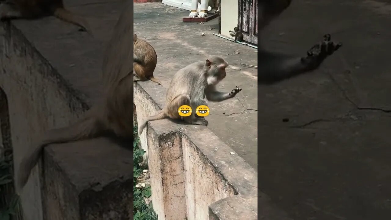 monkey funny video || monkey viral video #short #youtubeshort #shortsfeed