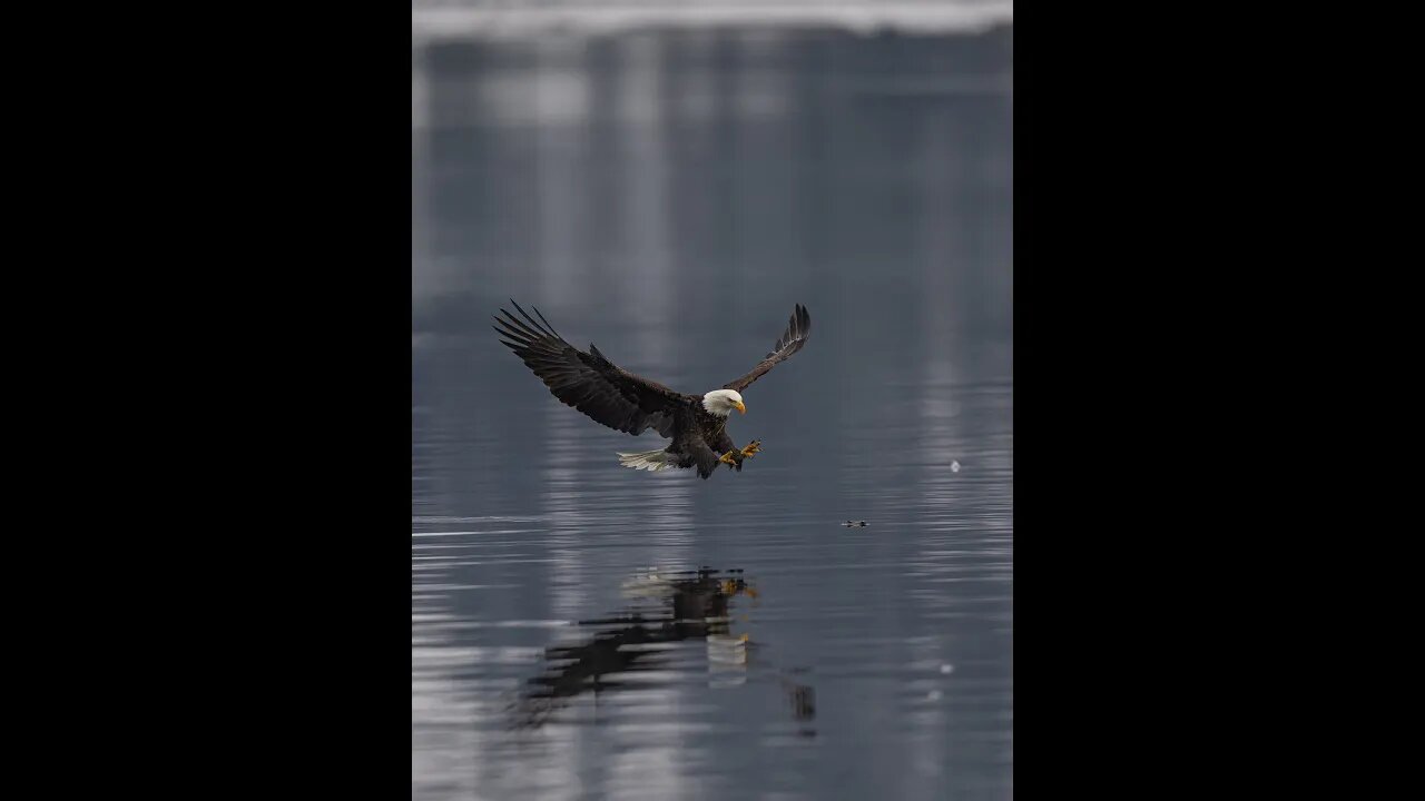 Bald Eagle with Reflection, Sony A1/Sony Alpha 1, 4x3 Vertical Format