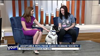 Idaho Humane Society: Angel