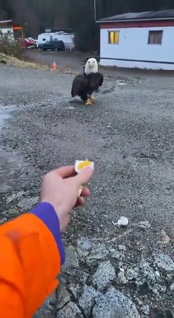 This eagle loves hard-boiled eggs.