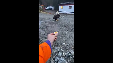 This eagle loves hard-boiled eggs.