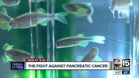 TGen testing pancreatic cancer treatments on fish