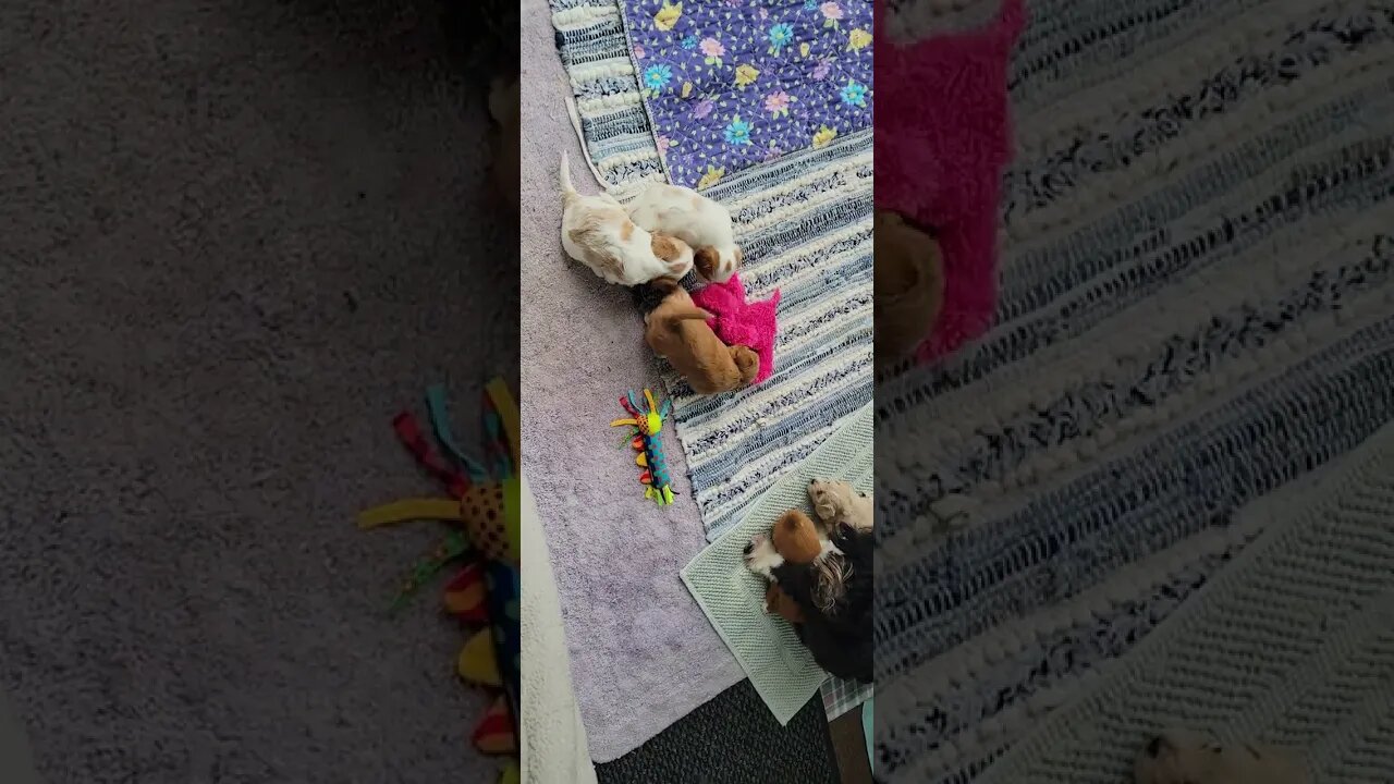 W Litter - July 9th(4)