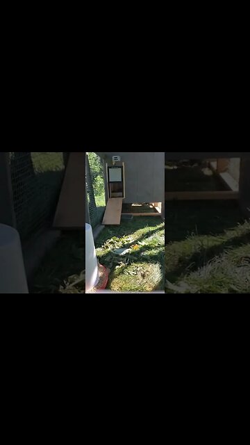 #shorts WHY are chickens so fun to watch?