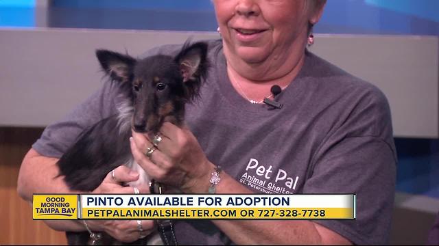Pet of the week: Pinto is a sweet 7-month-old Sheltie mix who needs a 'fur-ever' family
