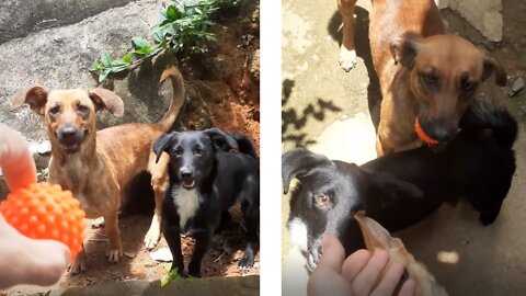 very happy puppies playing with ball.