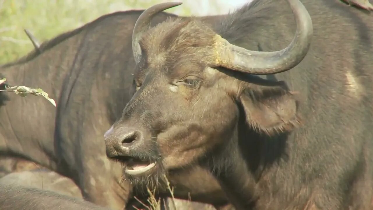 Cape Buffalo Chewing