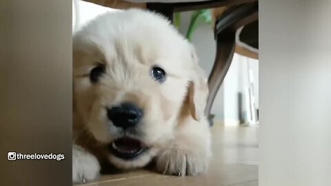 LittlePotato Golden Puppy Waiting For Dinner