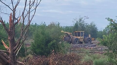 North Florida Harvesting Pine Trees