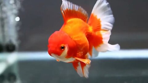 The most beautiful fish on earth | Best beautiful quality goldfish55 10