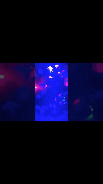 The world of jellyfish 🪼 #aquarium