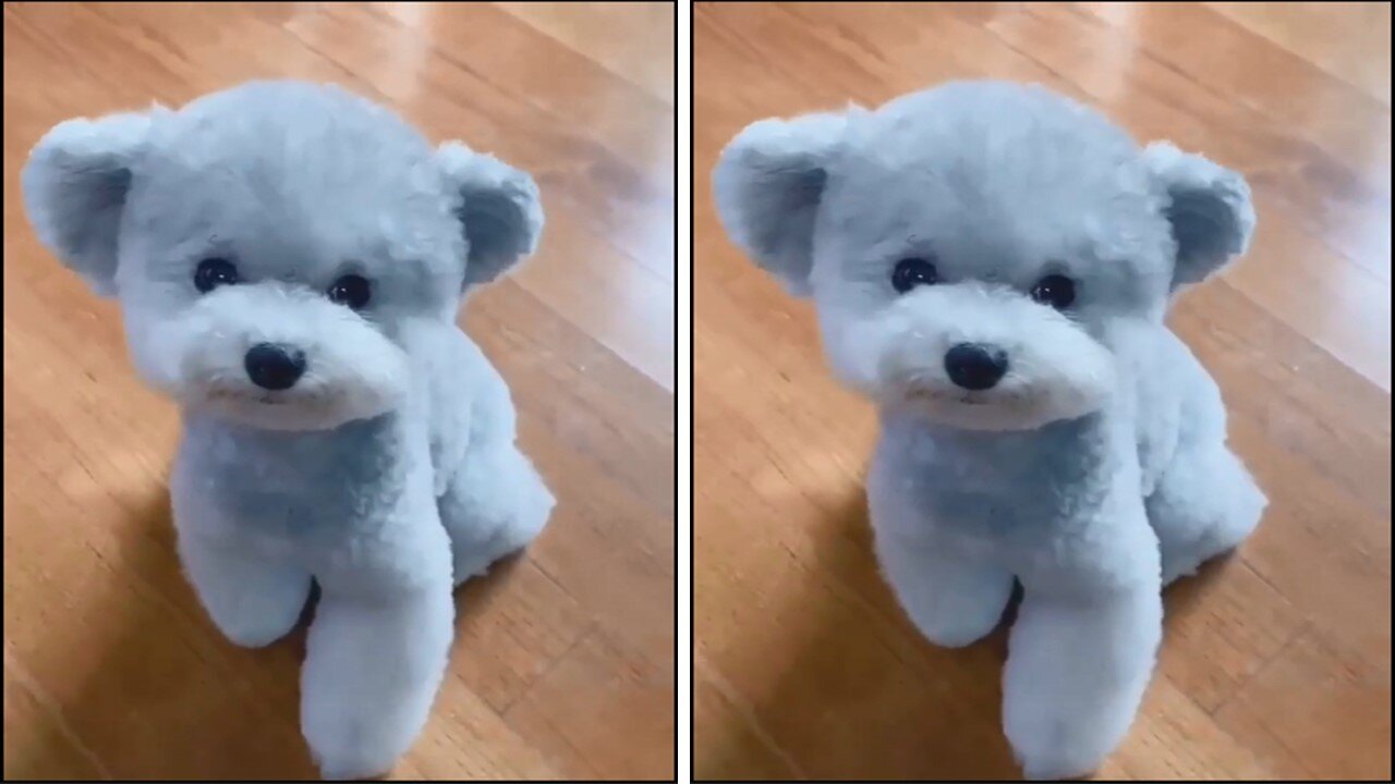 Cute Dog Look Like Teddy