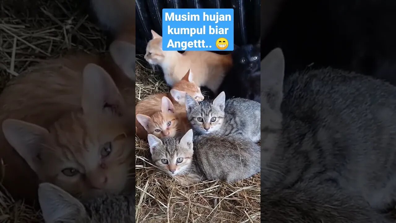 Kitten kumpul semua biar anget #short #kucinglucu #kucingmeong