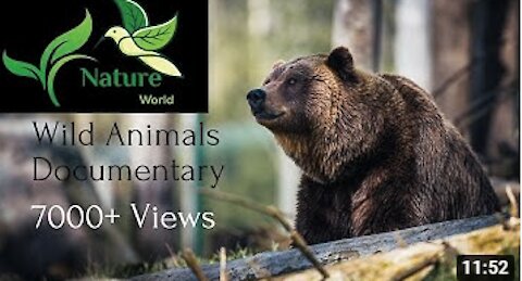 Wild Animals Videos | Wildlife Animal videos