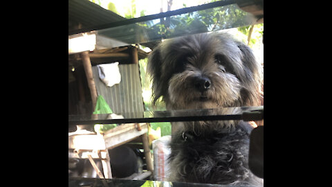 Cute dog in the window