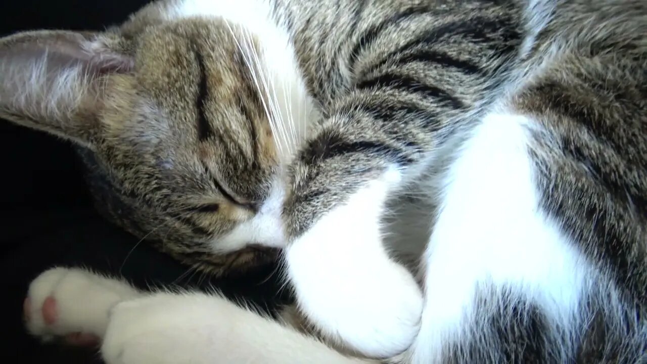 Cat Hides His Little Nose