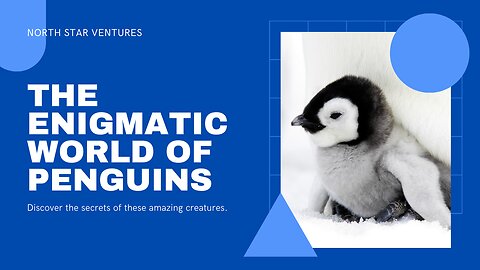 The Enigmatic World of Penguins 🐧