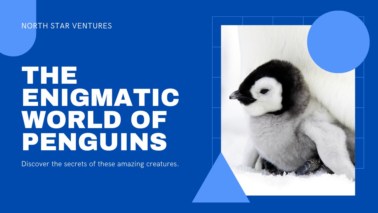 The Enigmatic World of Penguins 🐧