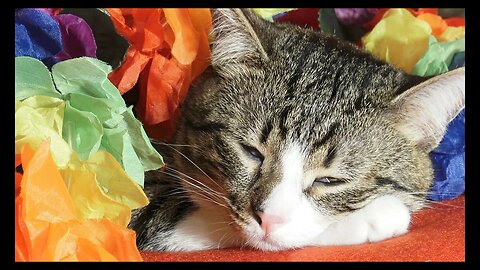 Cat Photography